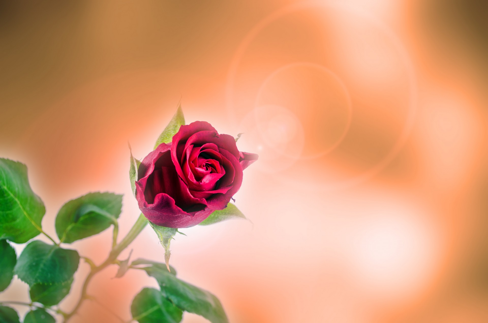flower rose love free photo