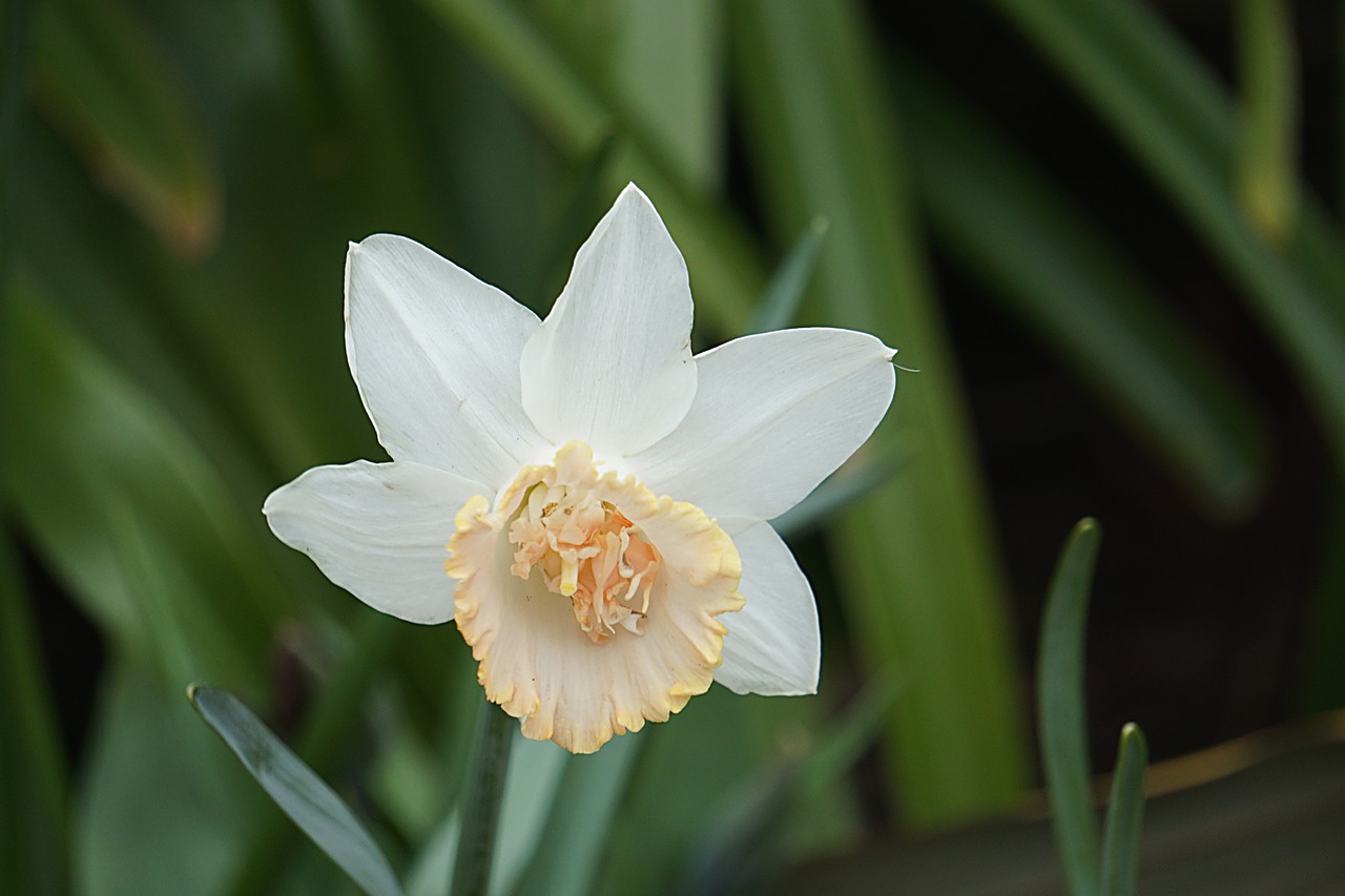 flower daffodil white free photo