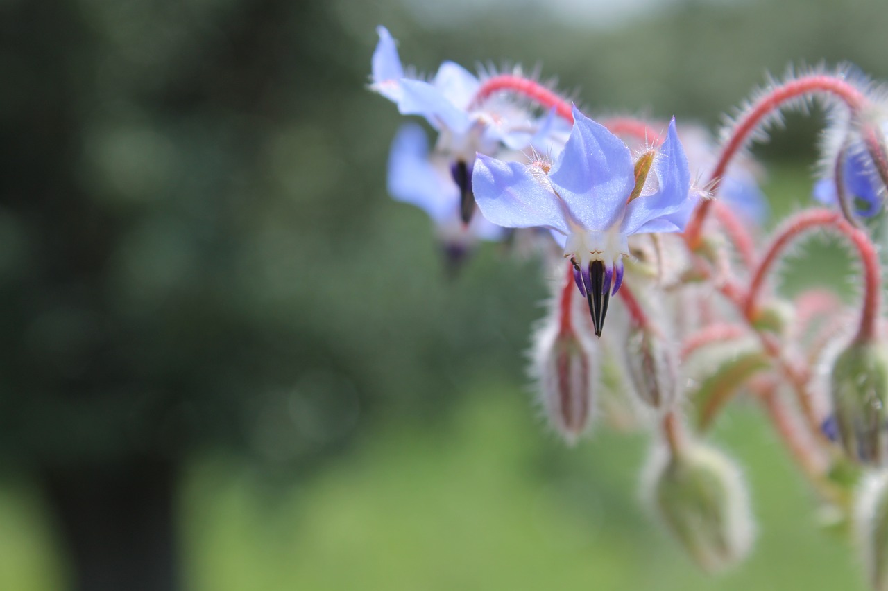 flower nature green free photo