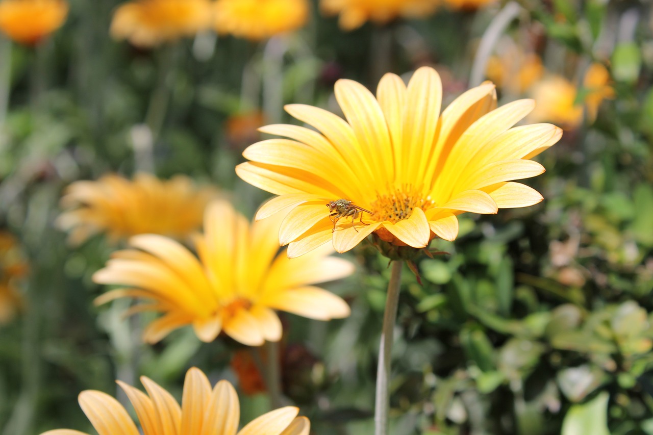 flower nature green free photo