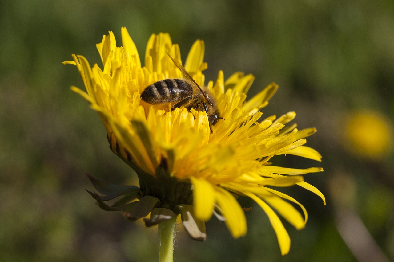 flower bee pollen free photo