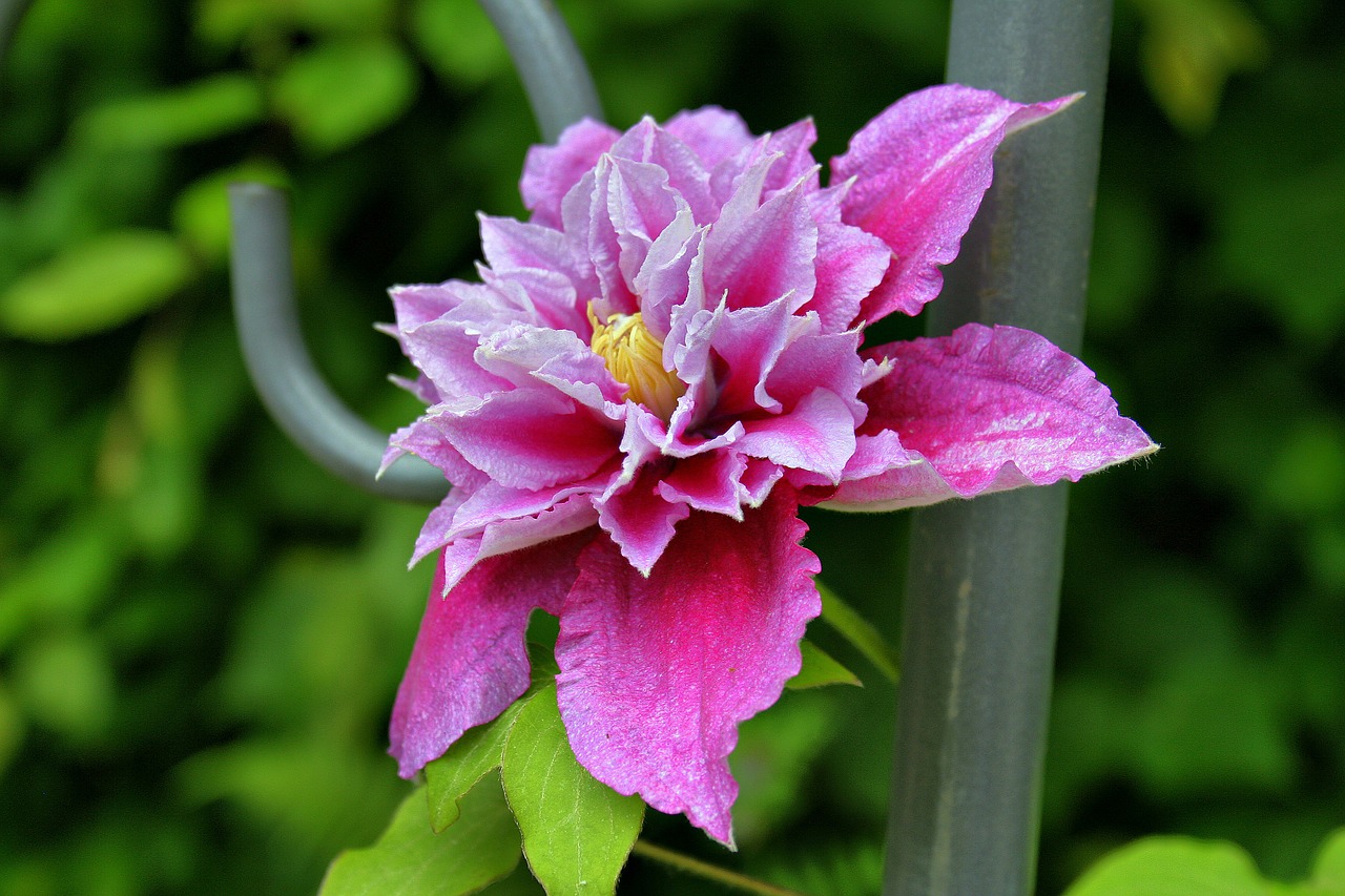 blossom bloom clematis free photo