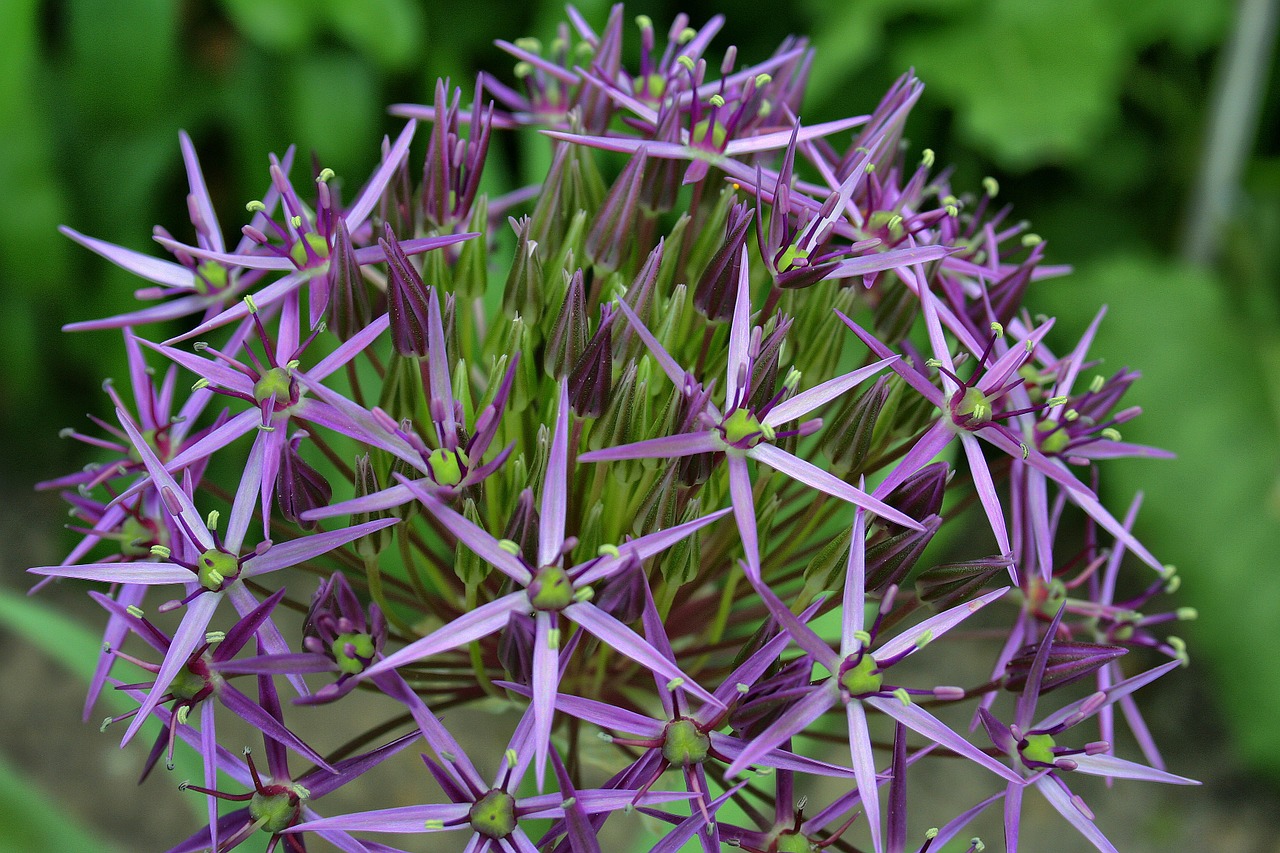 flower star nature free photo