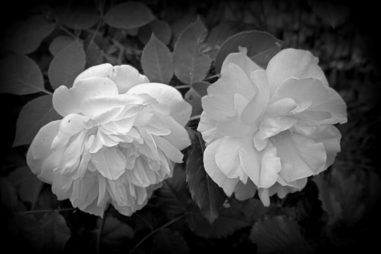 flower roses black and white free photo