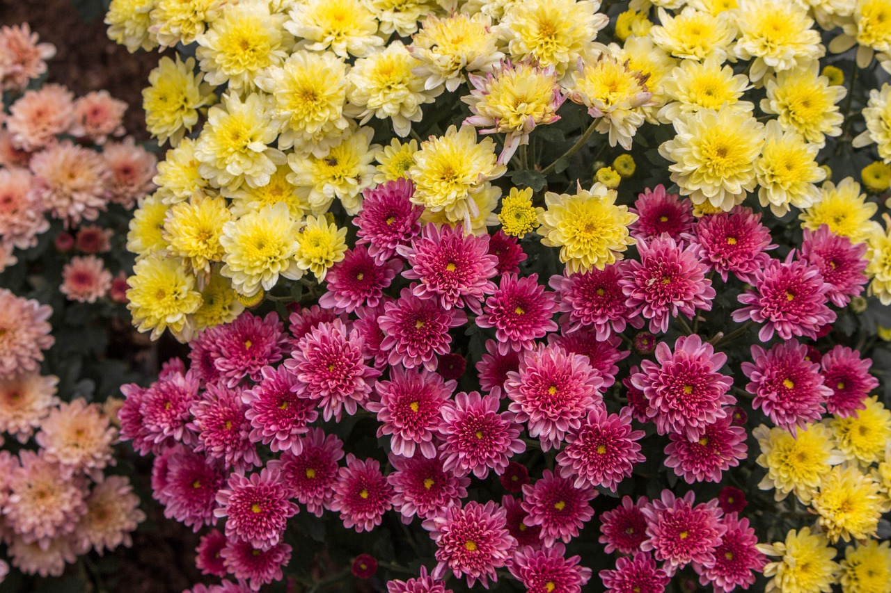 flowers chiang mai thailand colors free photo