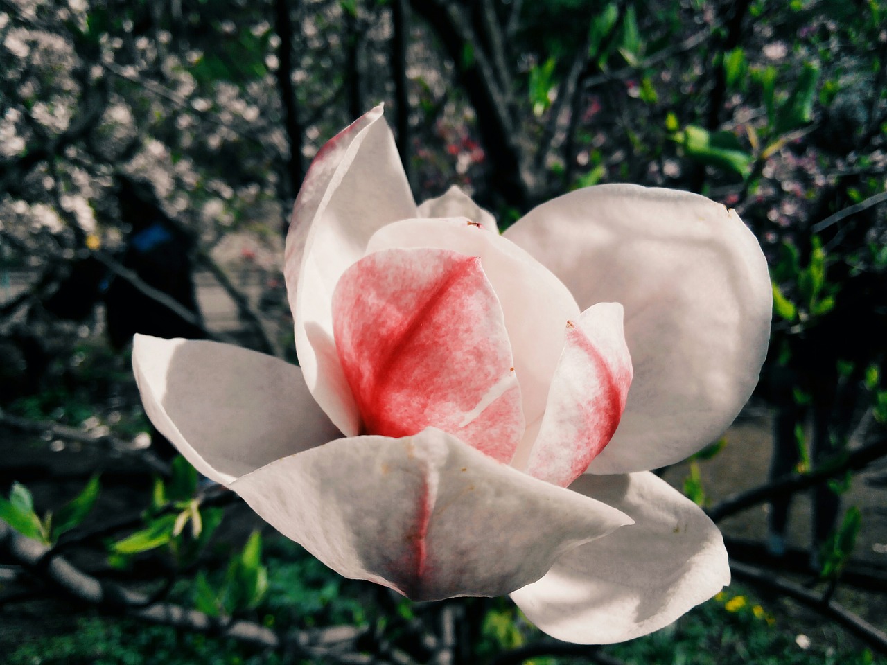 flower magnolia bloom free photo