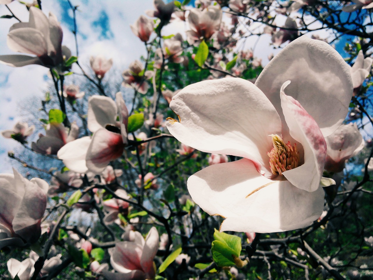 flower magnolia bloom free photo