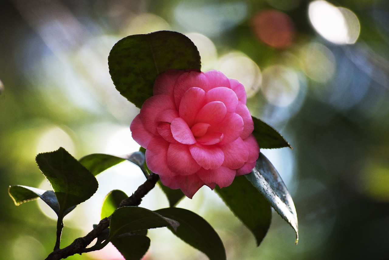 flower pink flowers free photo