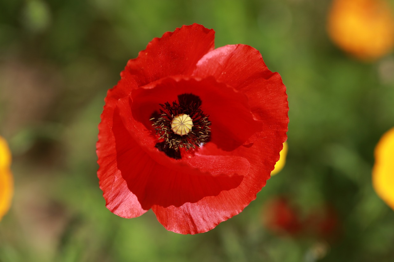 flower poppy nature free photo