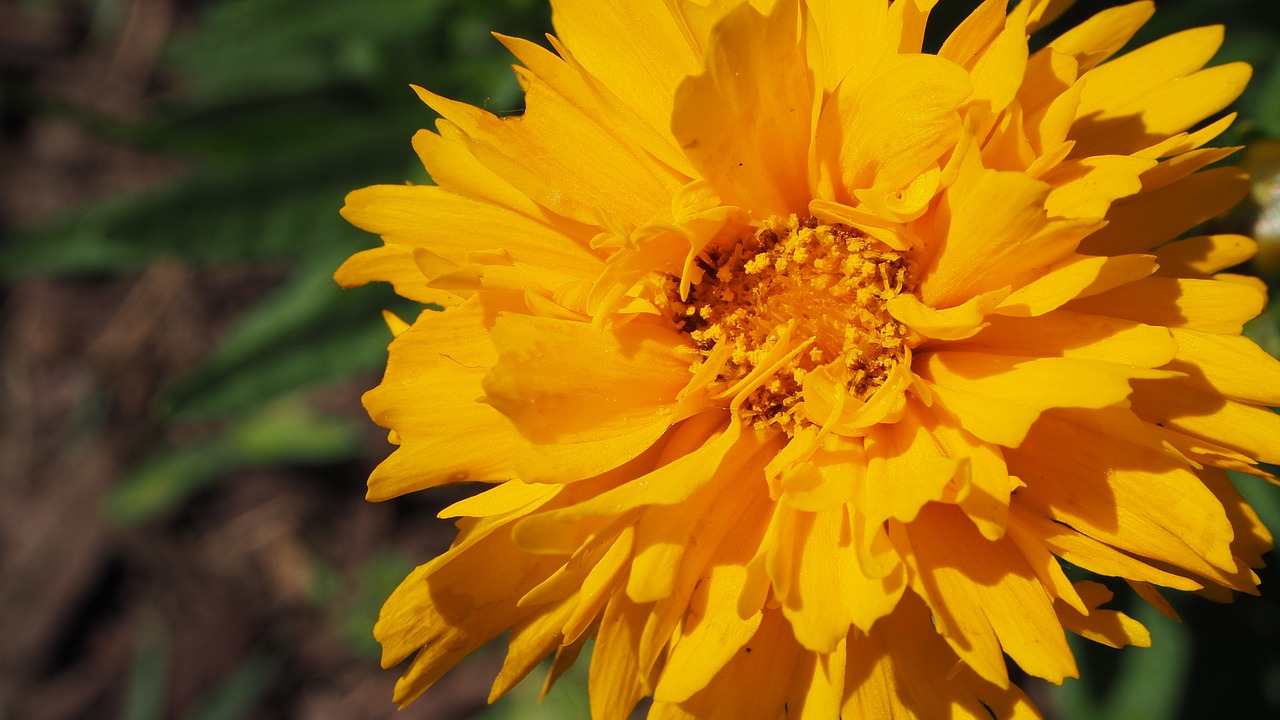 flower yellow flower orange flower free photo