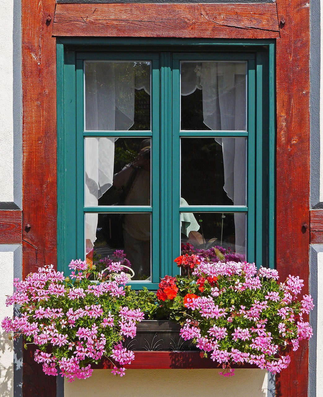 flower geranium truss free photo