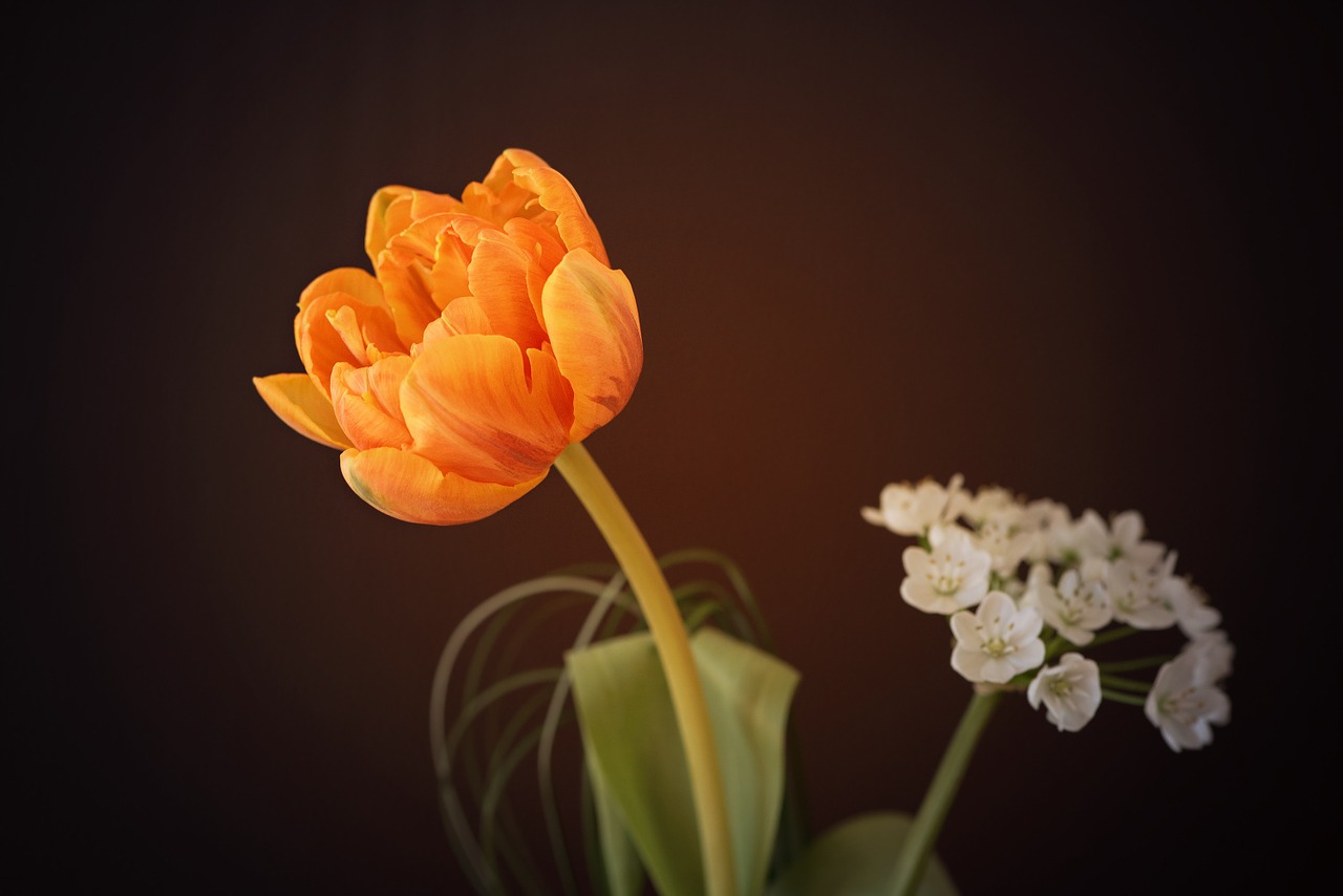 flower tulip orange flower free photo