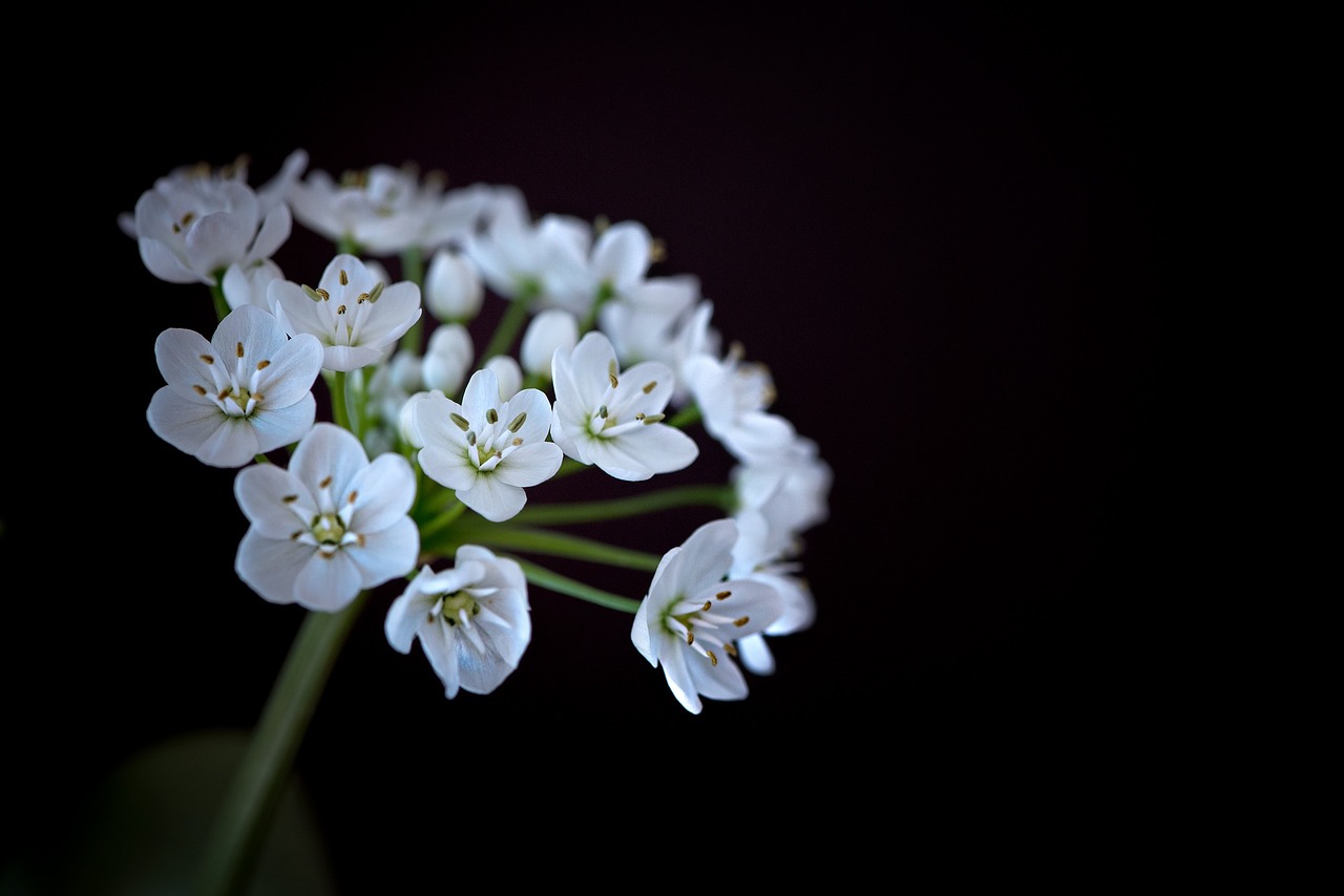 flower flowers white free photo