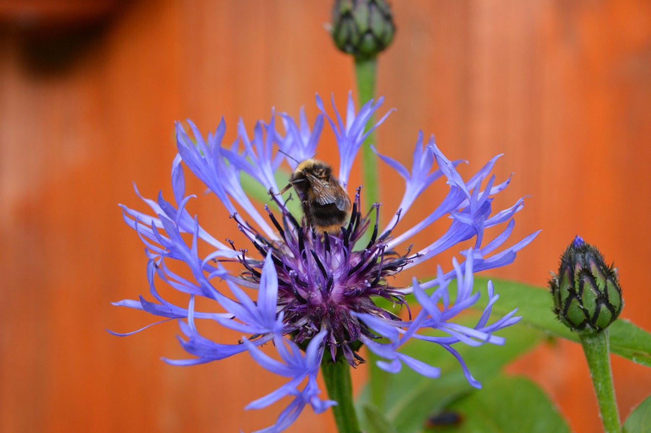 flower blue nature free photo