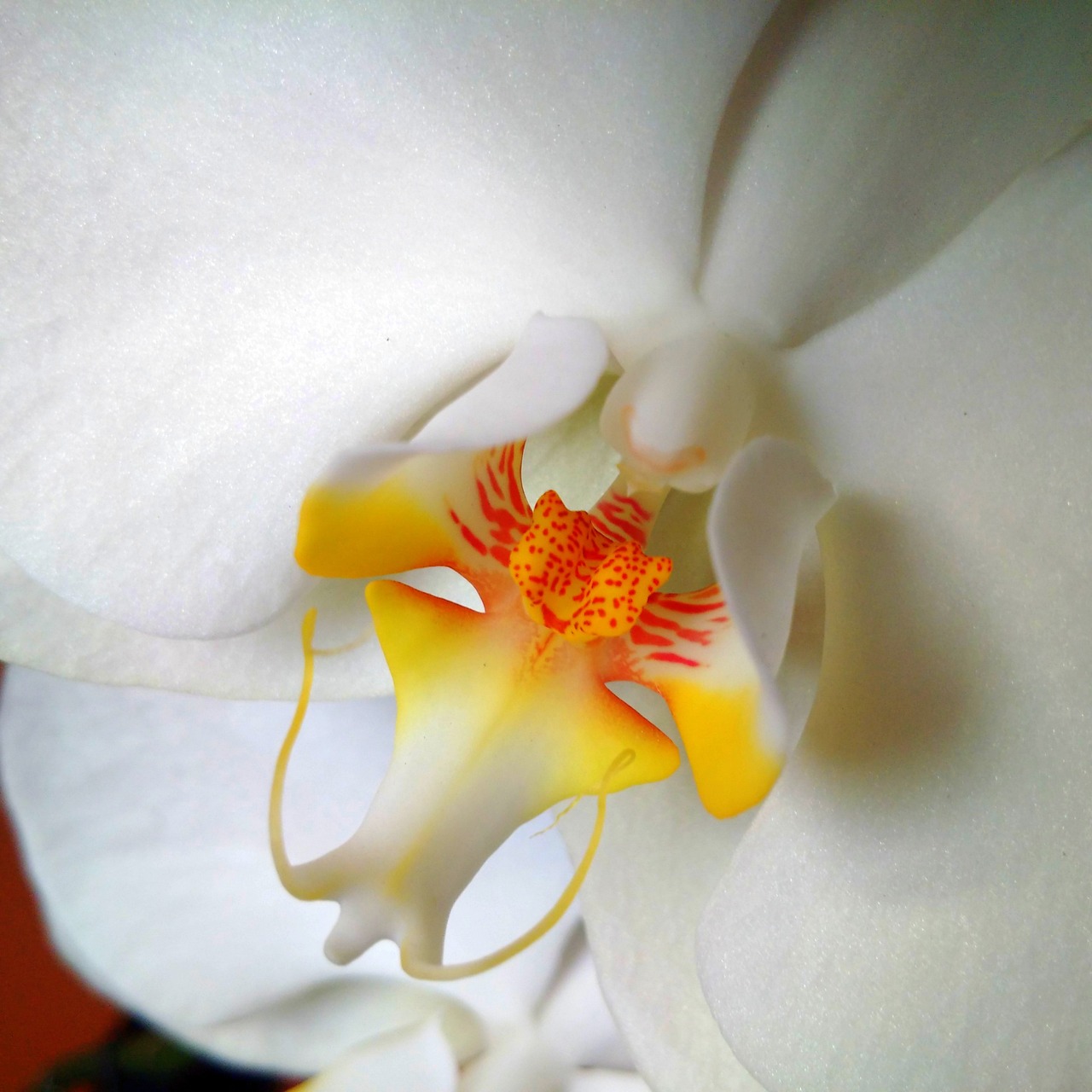 flower orchid white free photo