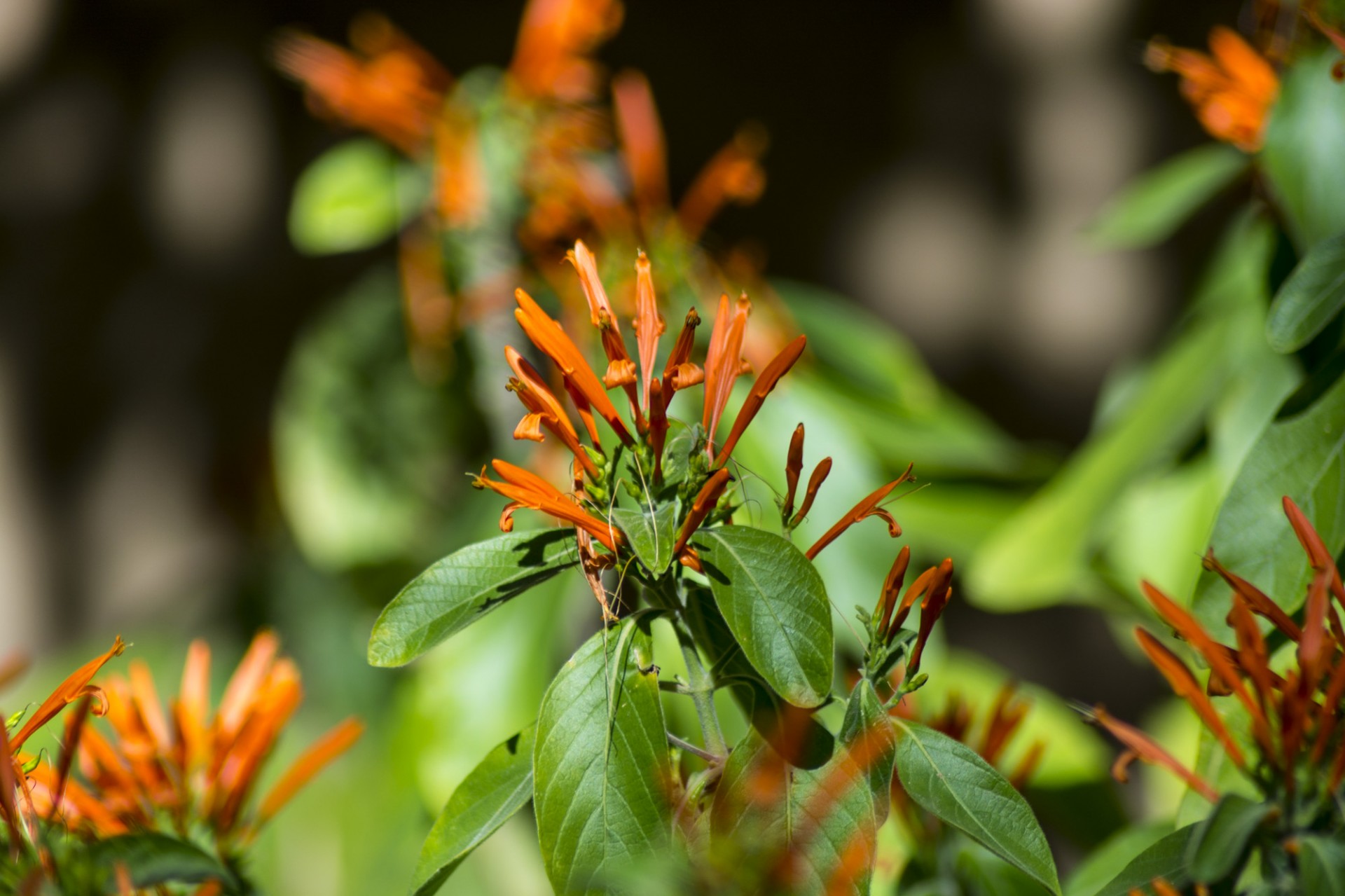 flower orange green free photo