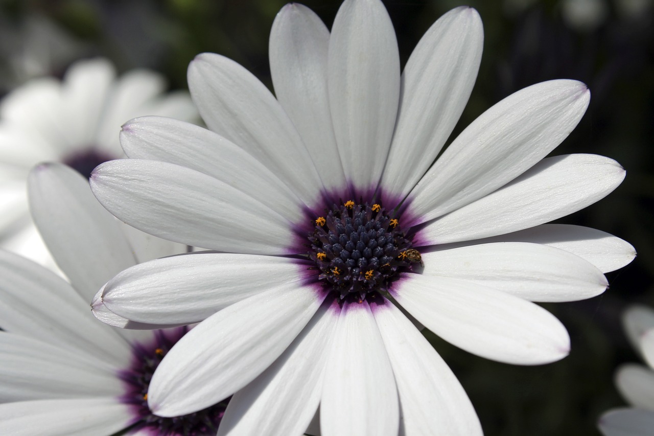 african daisy flower white free photo