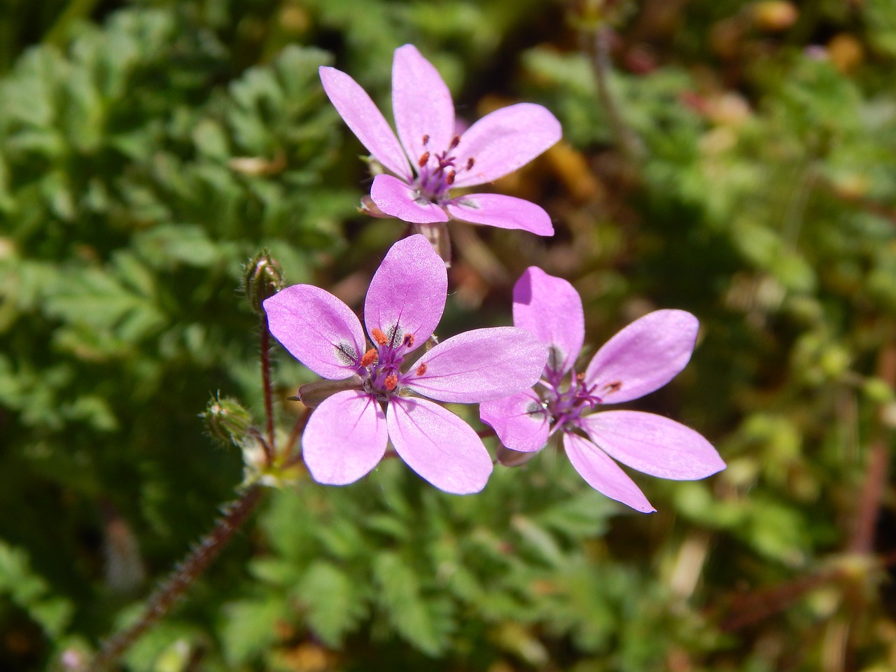 flower pink flower nature free photo