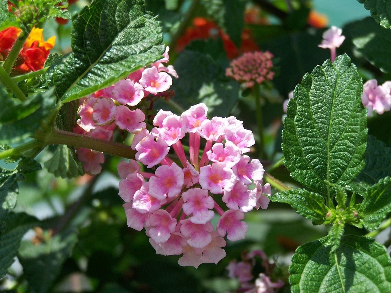 flower flowers pink free photo