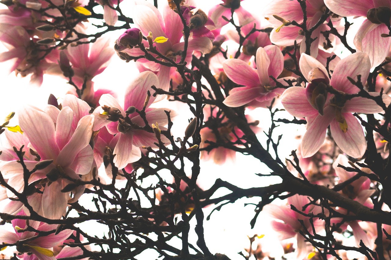 flower pink magnolia free photo