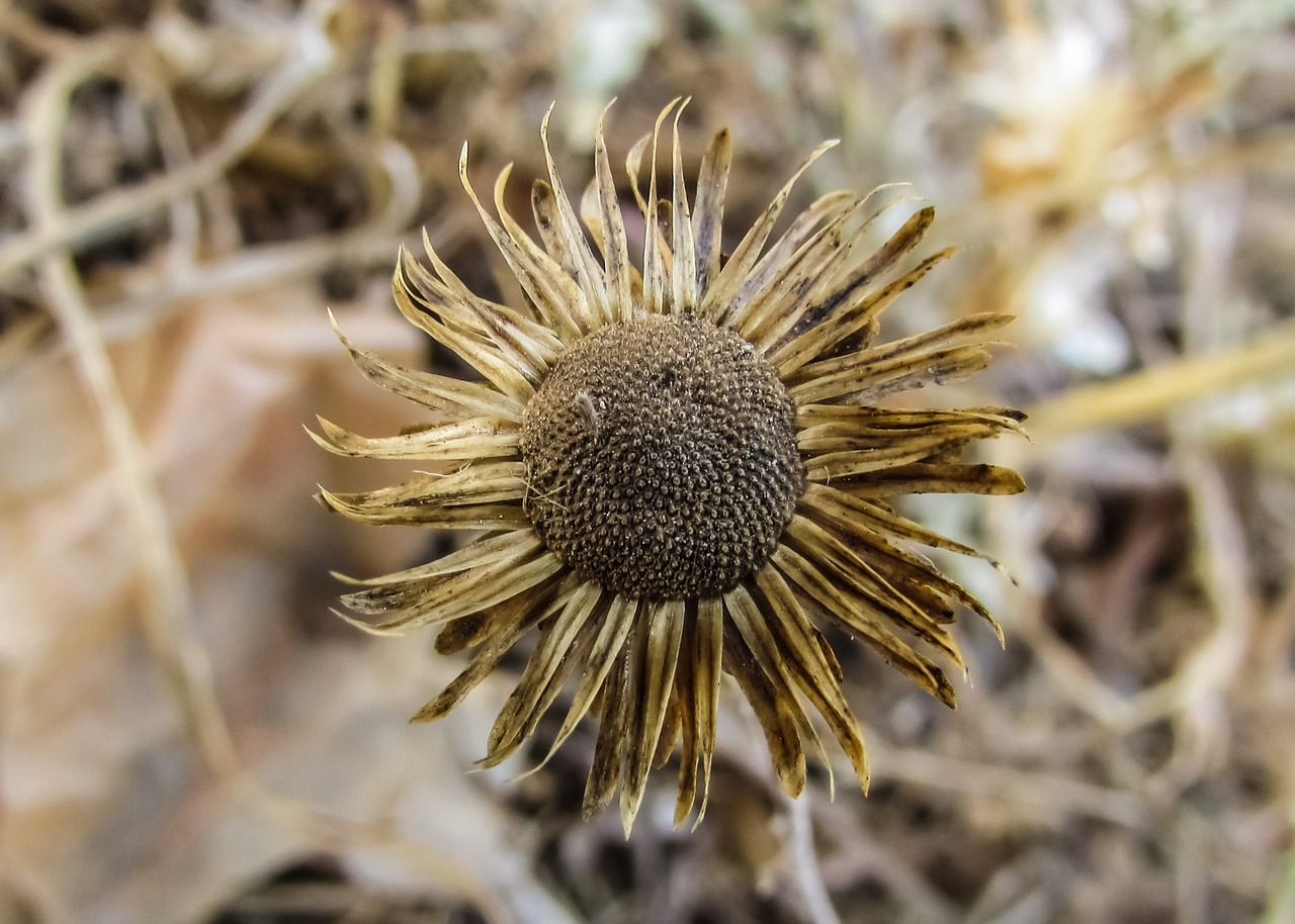 flower dry drought free photo