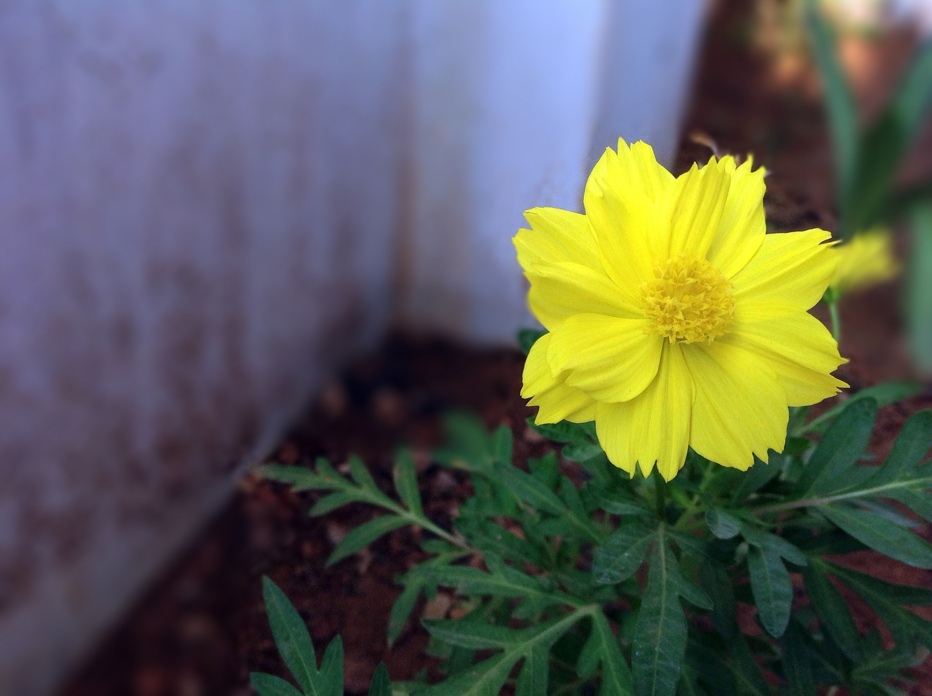 yellow flower green free photo