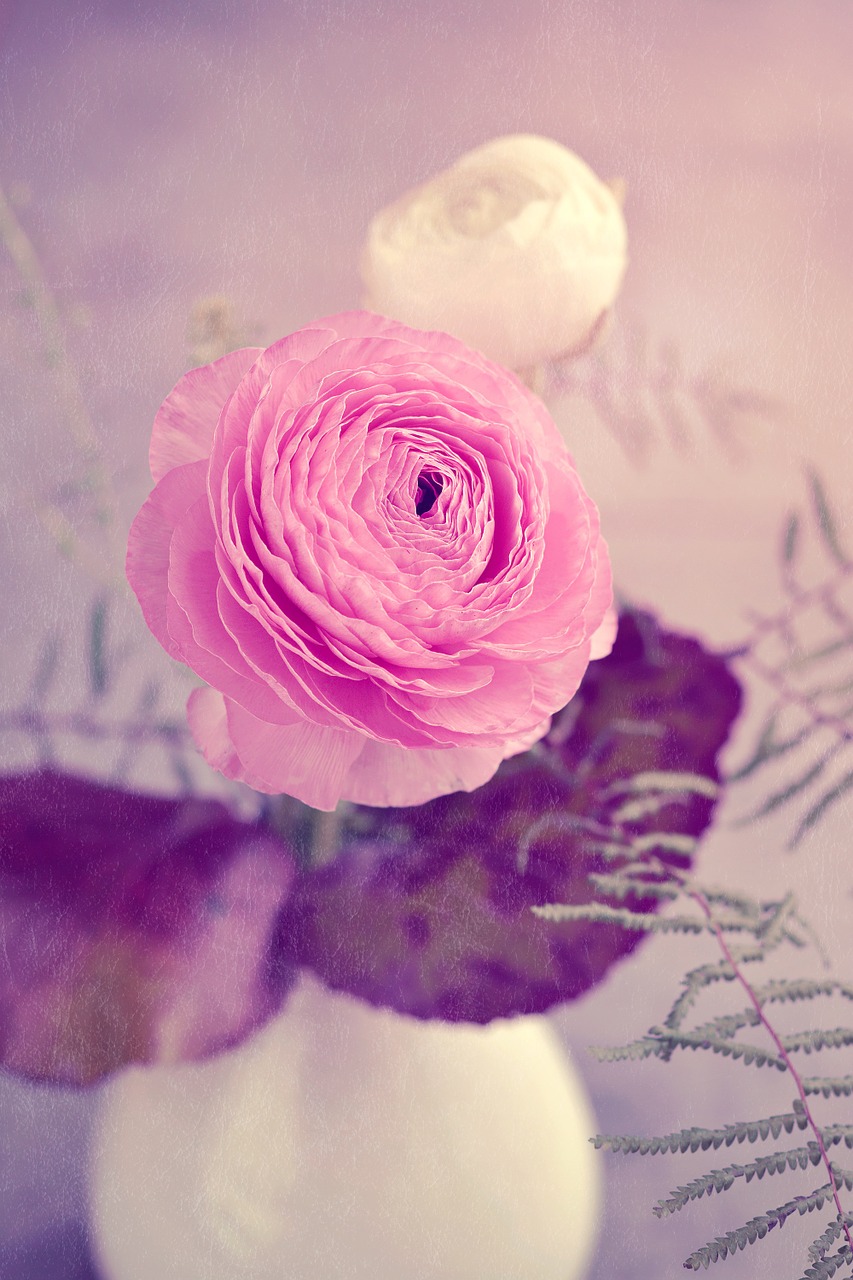 flower ranunculus pink free photo