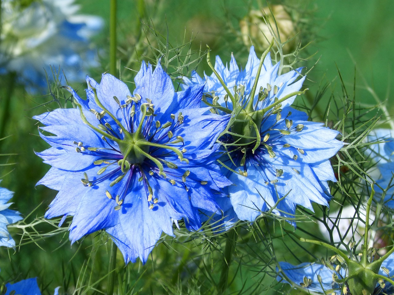 nigella blue flower blue star free photo