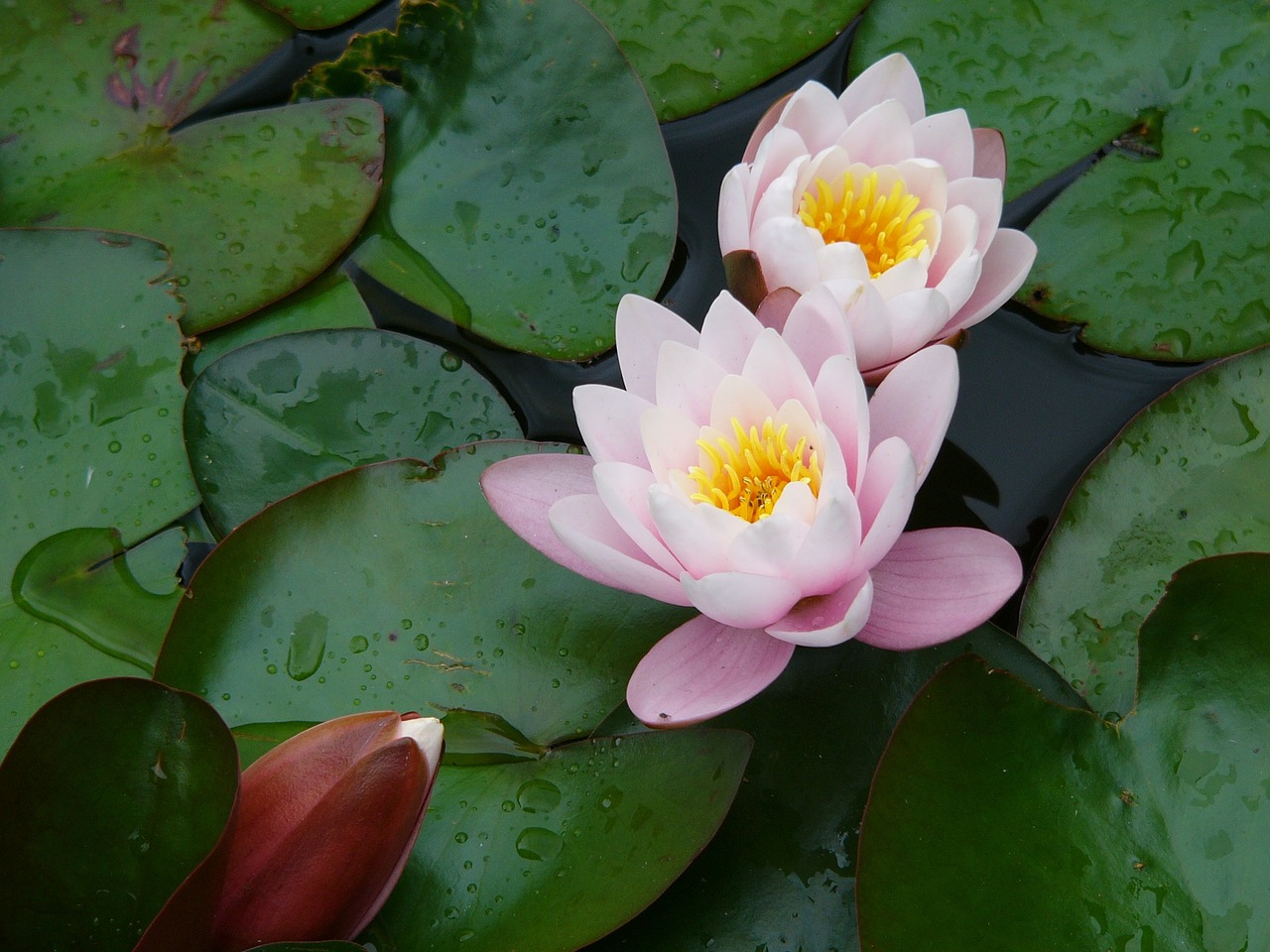 flower water water lily free photo