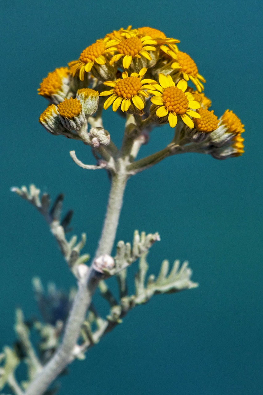 flower yellow flower plant free photo