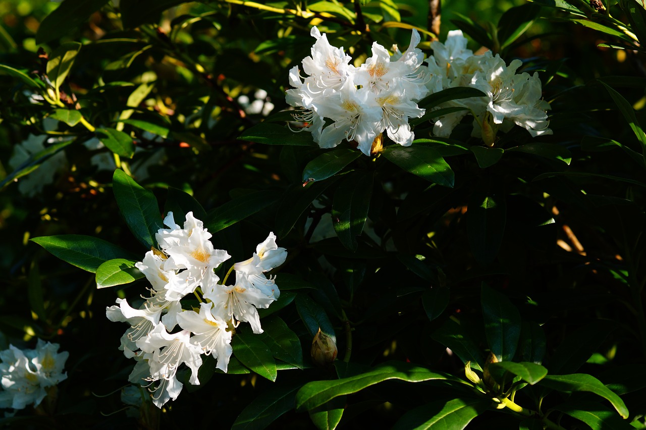 flower flowers rhododendrons free photo