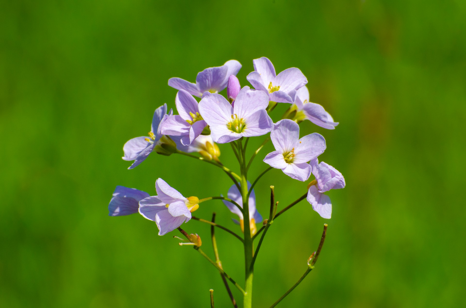 flower flowers natural free photo