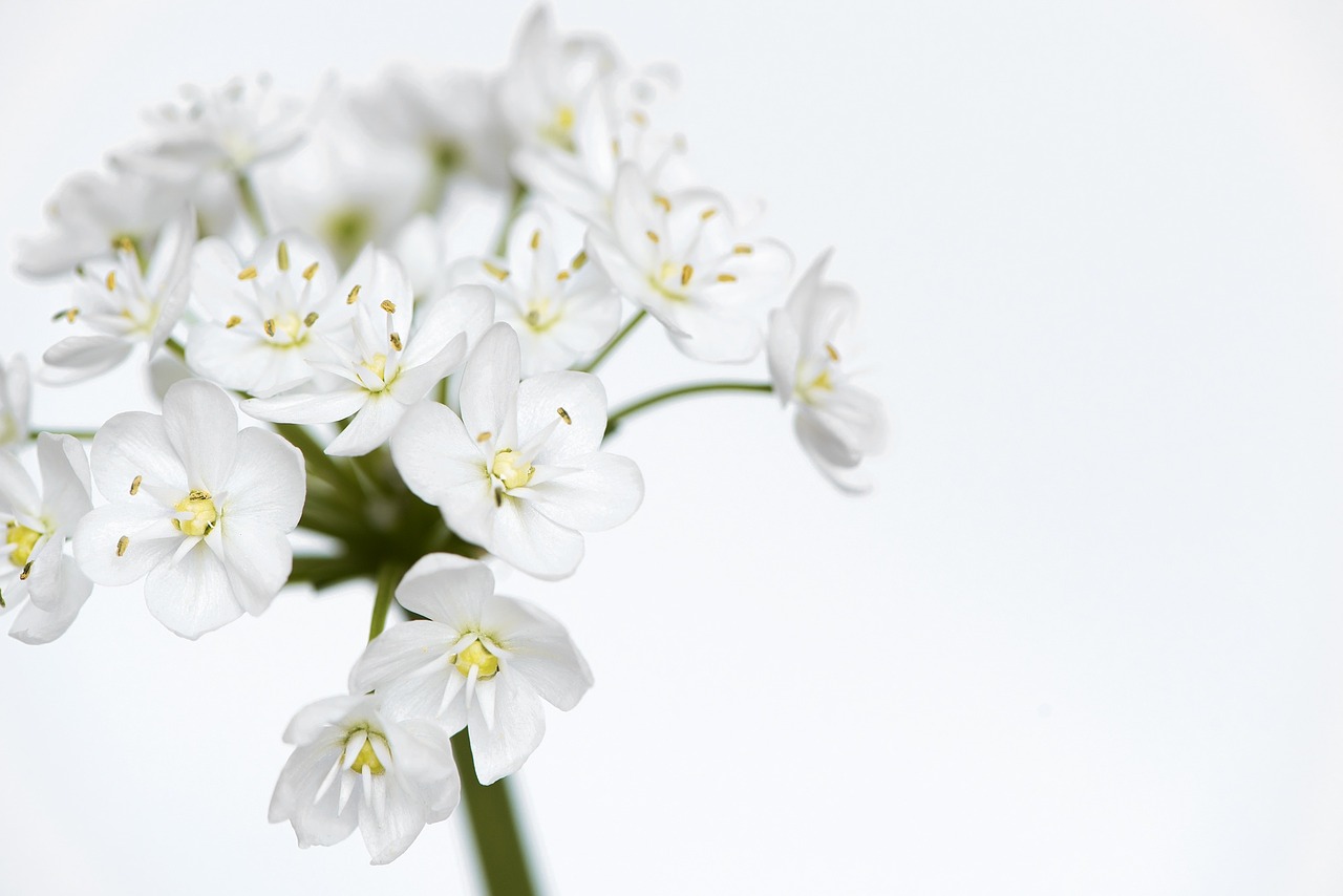 flower flowers white free photo