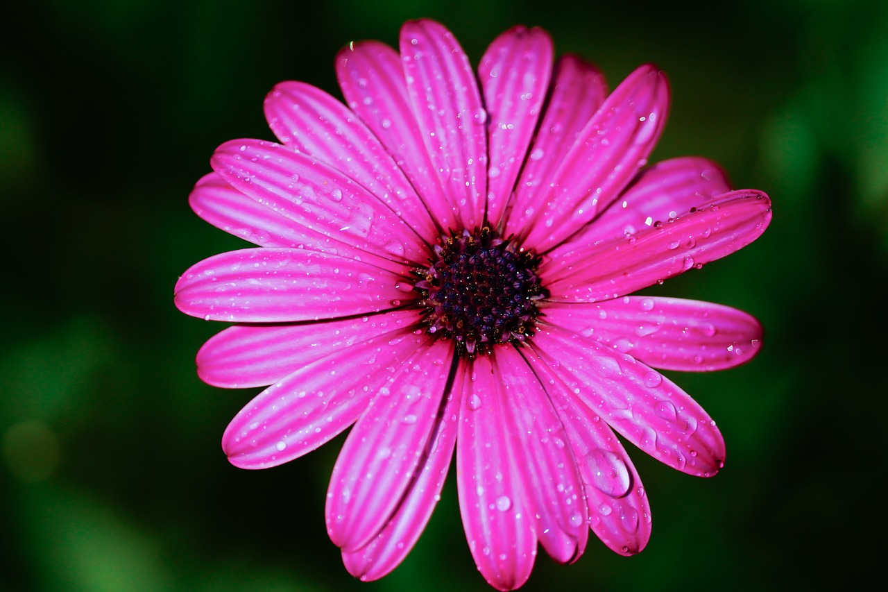 flower pink water free photo