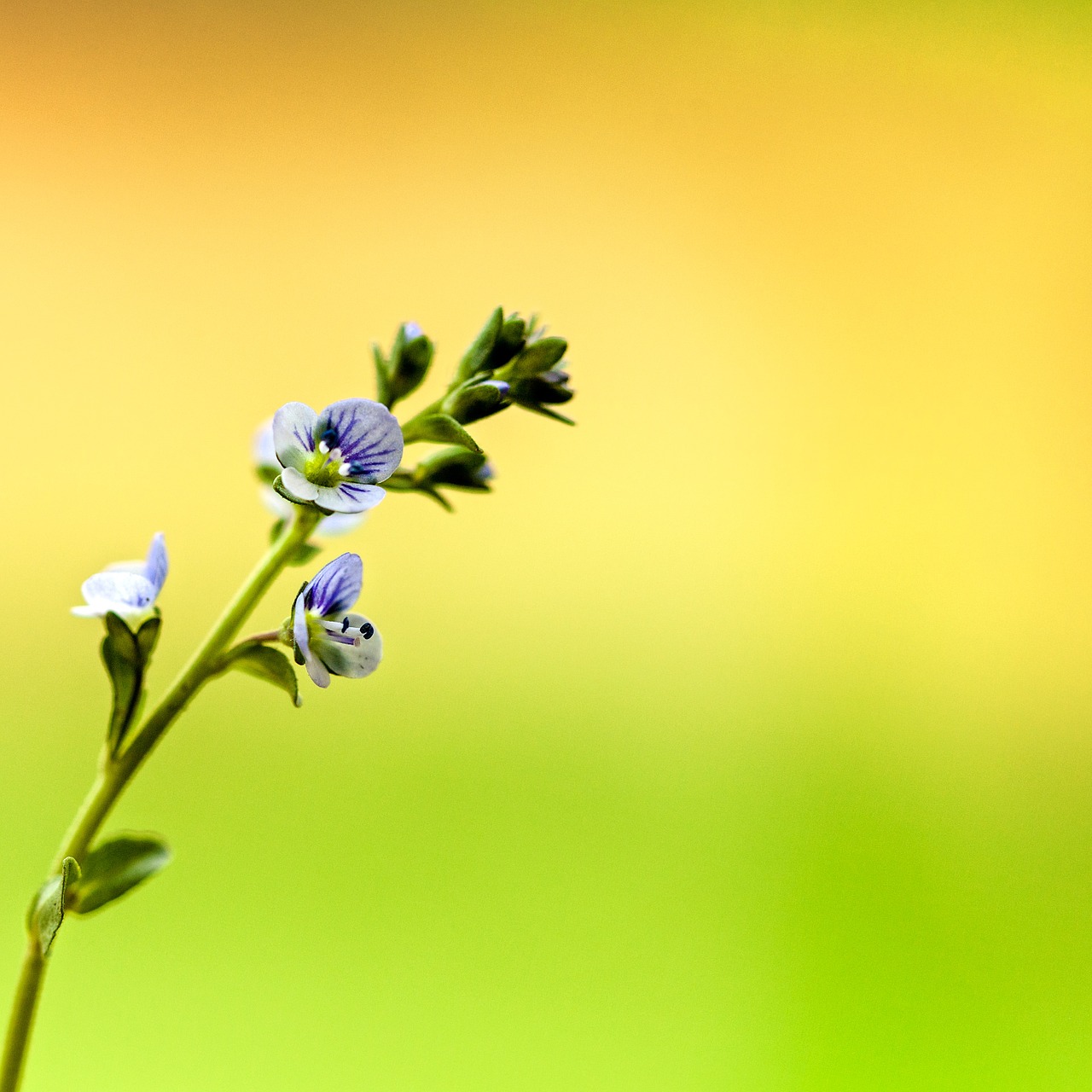 flower tiny macro free photo