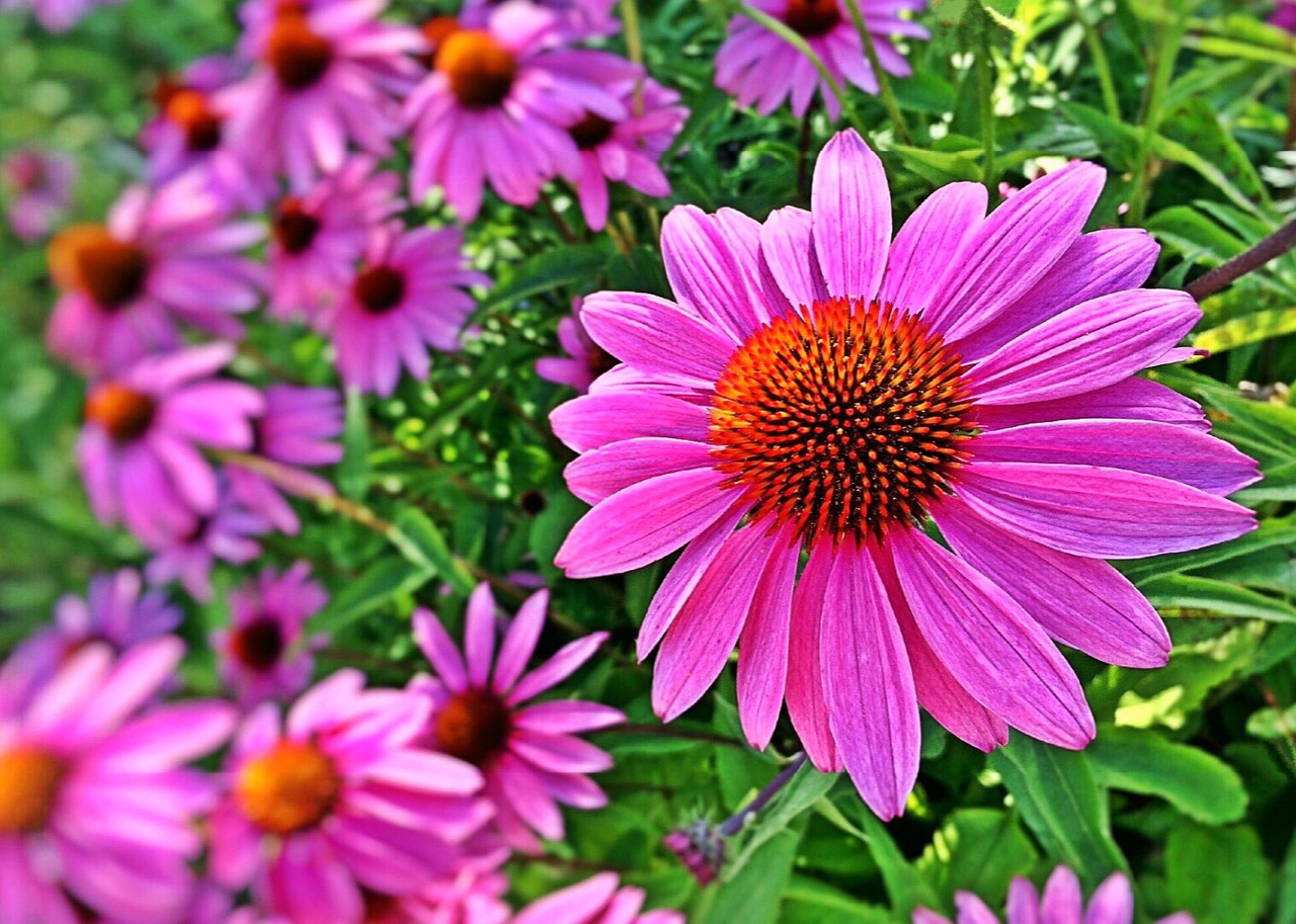 flower spring black-eyed susan free photo