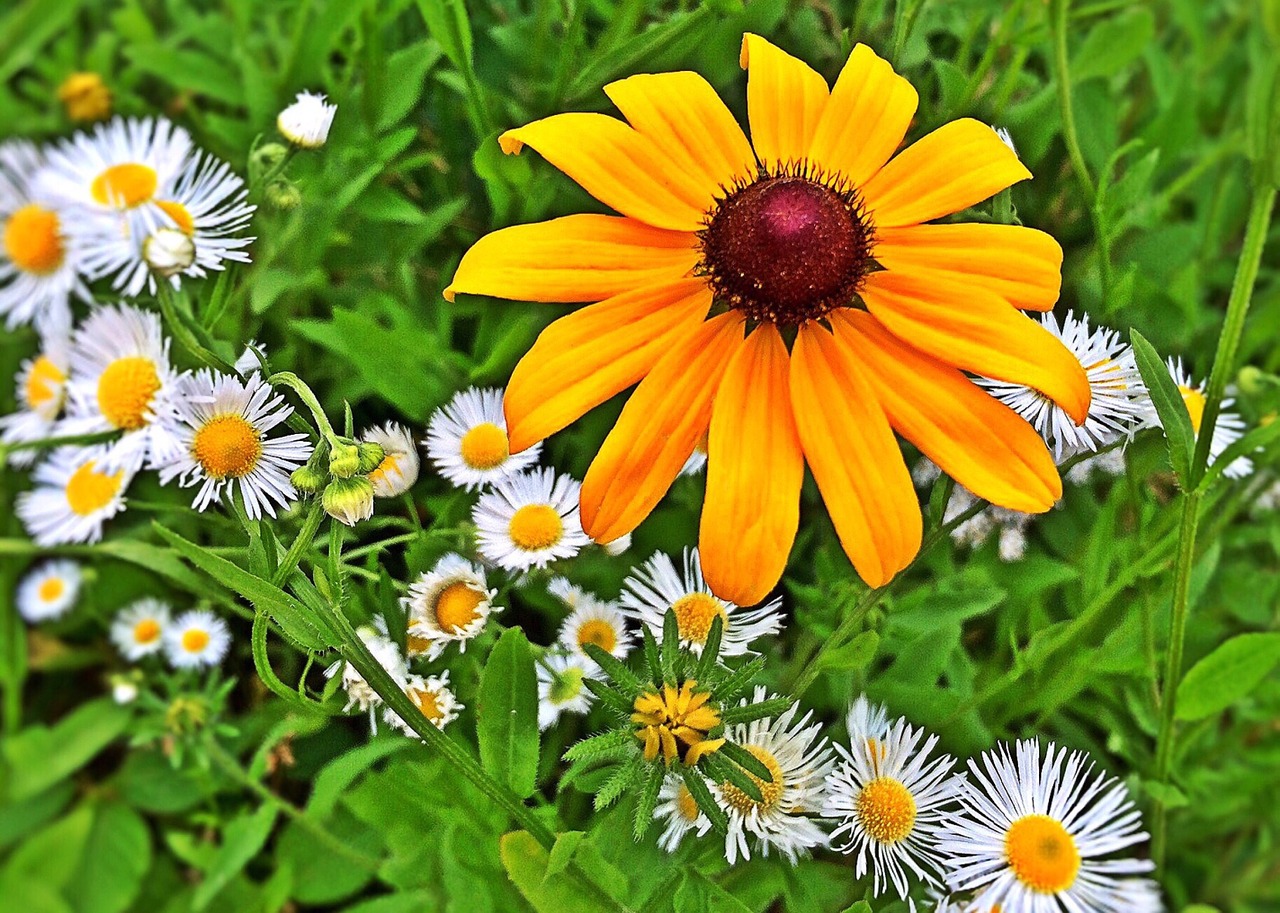 flower spring black-eyed susan free photo