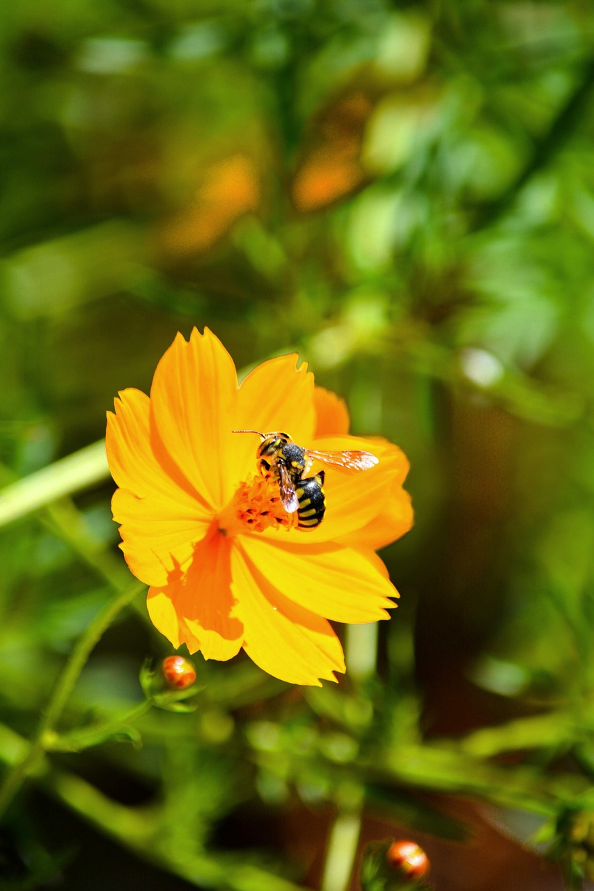 flower bee insect free photo