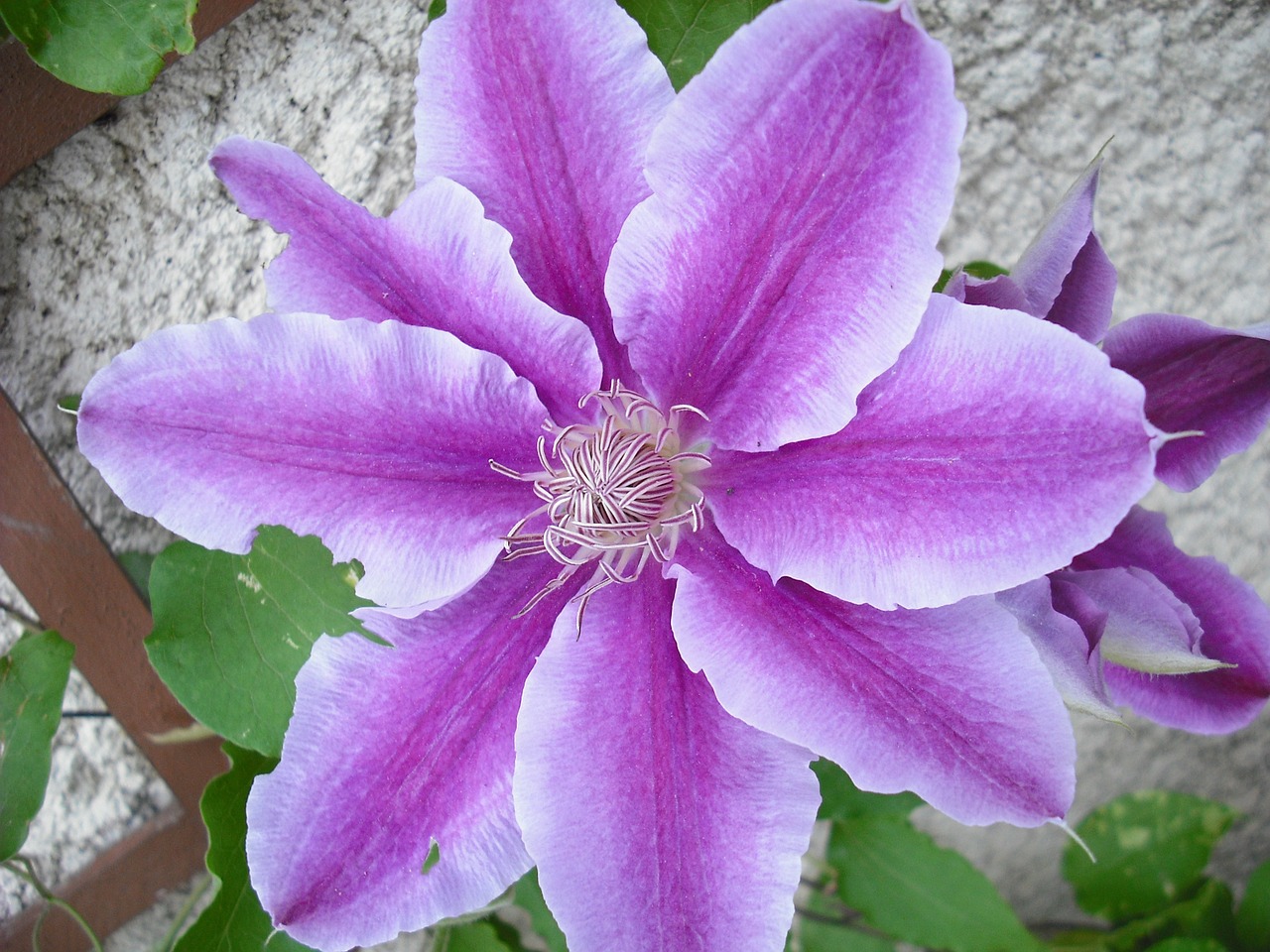 flower violet treille free photo