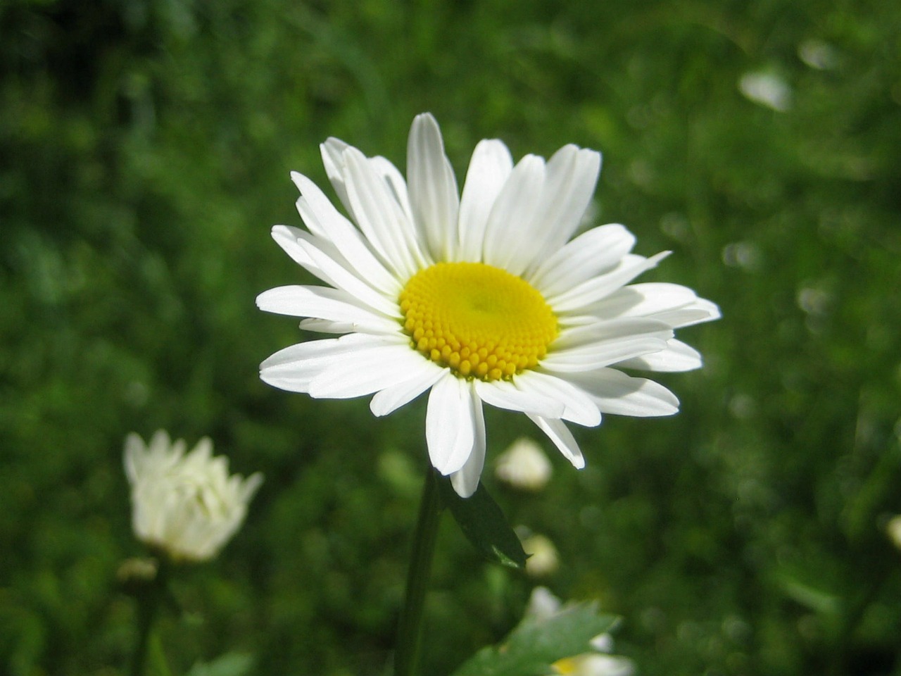 flower nature white free photo