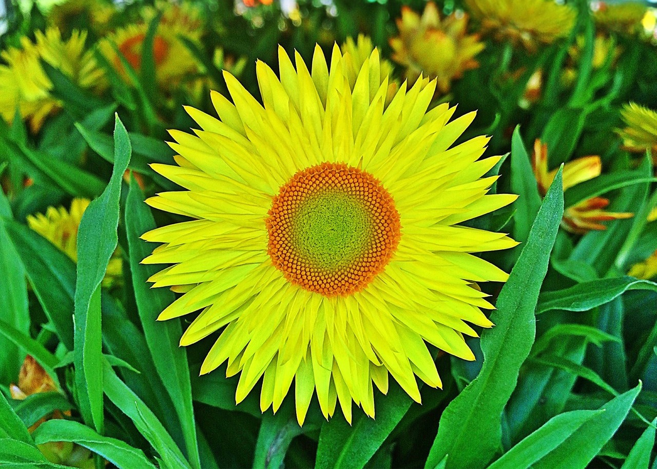 flower yellow strawflower free photo