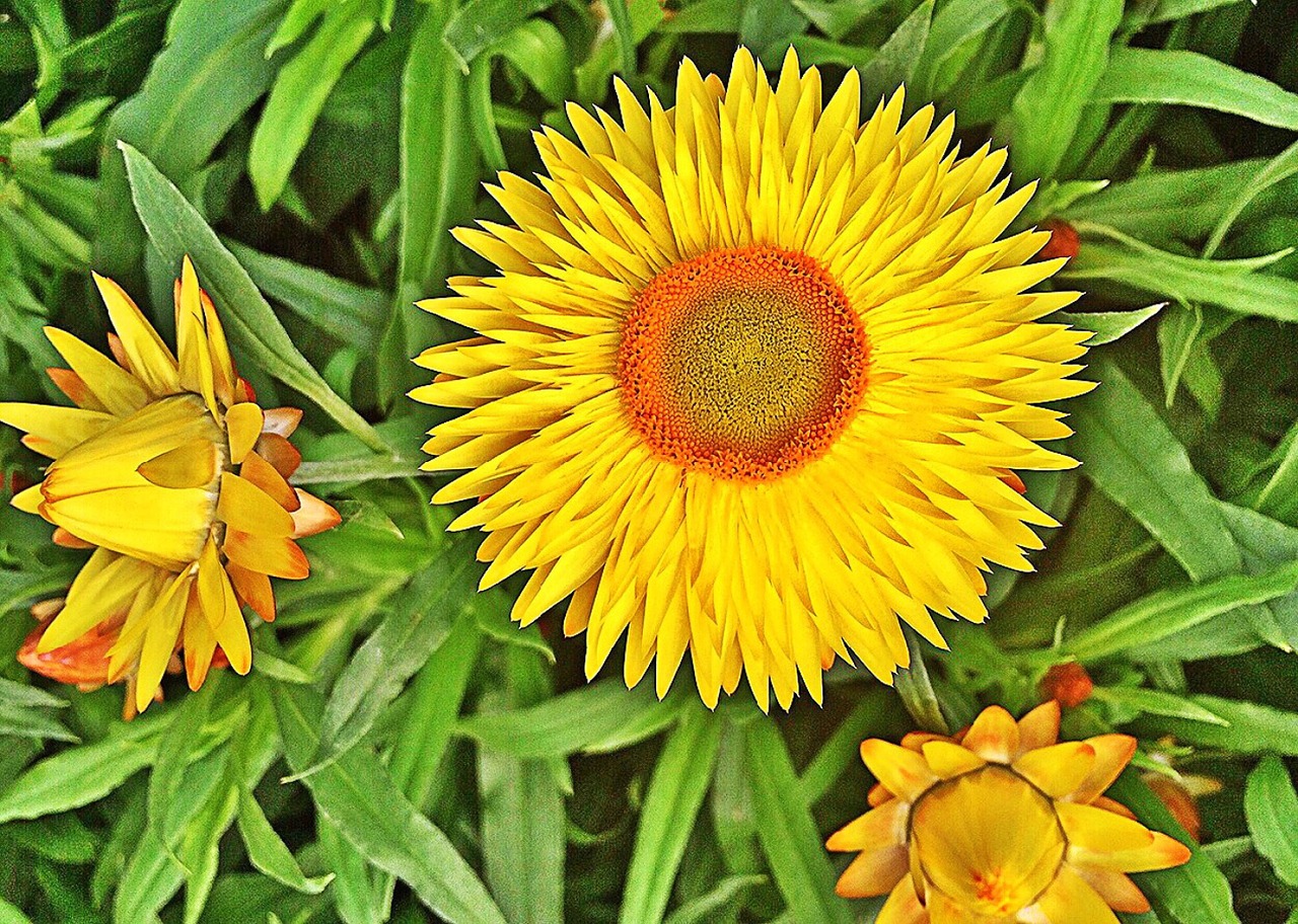 flower yellow strawflower free photo