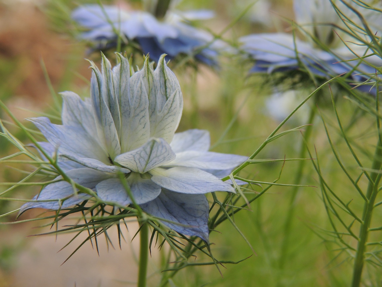 flower summer blue free photo