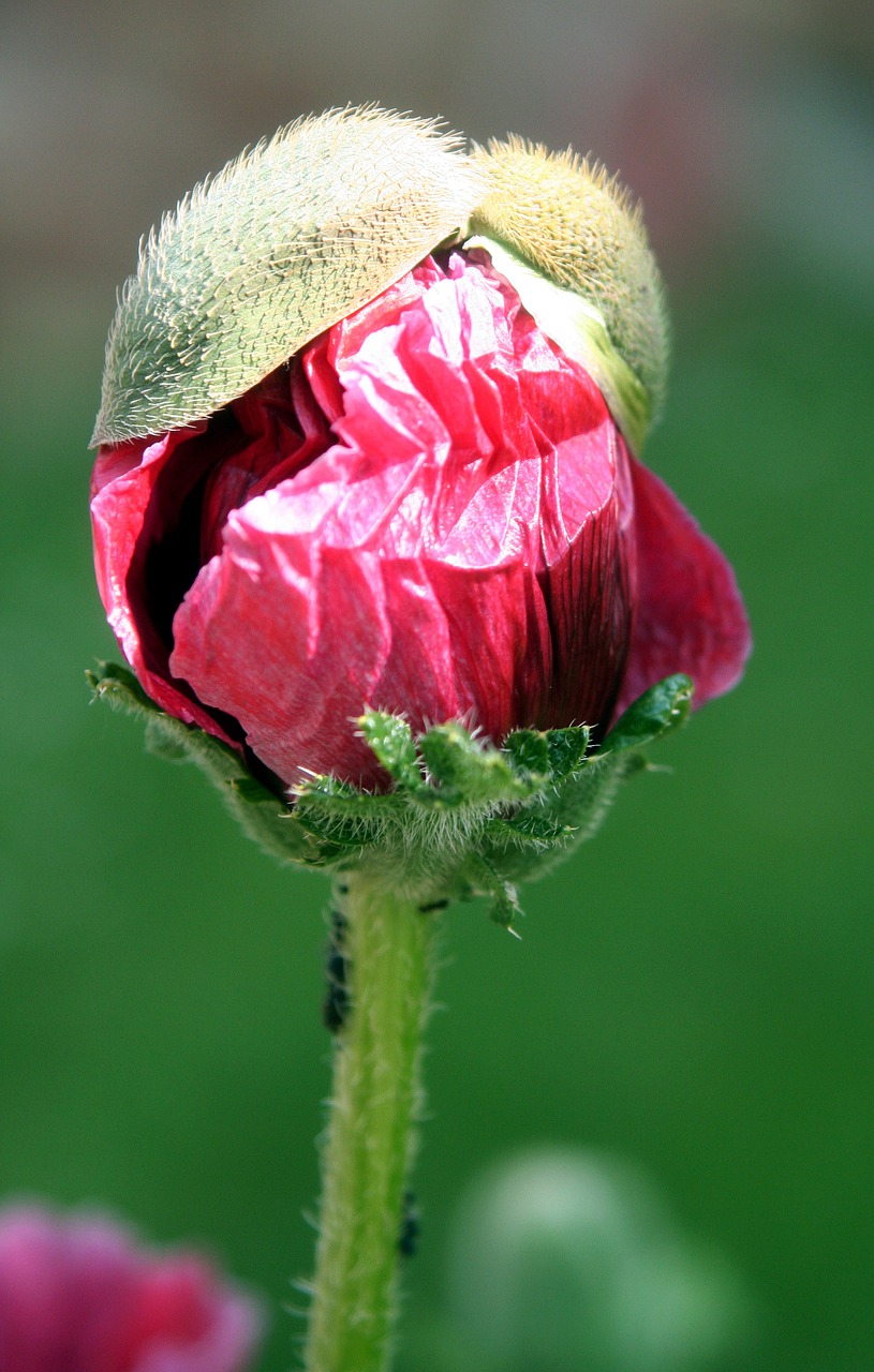 flower poppy hatching free photo