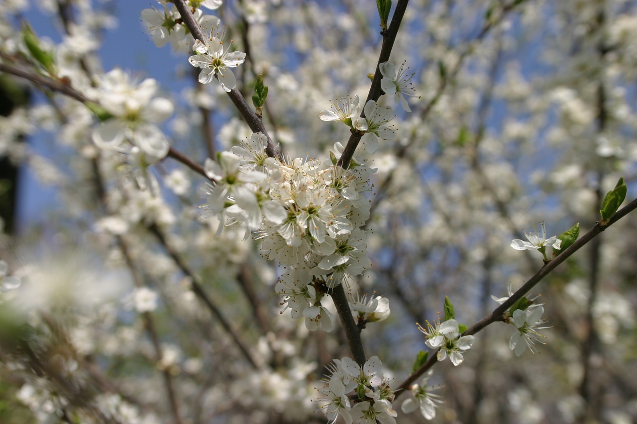 Цветение весной фото. Каролинка Весеннее цветение. Расцветание природы картинки весной\.