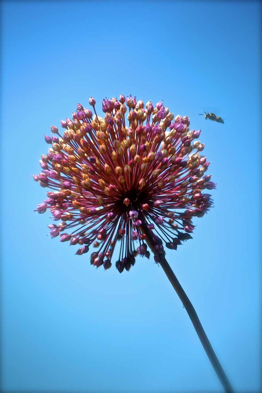 flower bee sky free photo