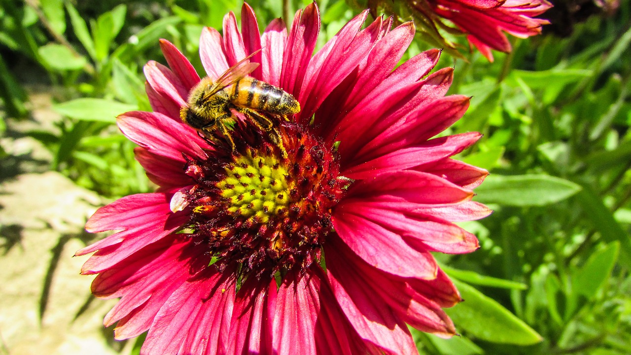 flower bee spring free photo