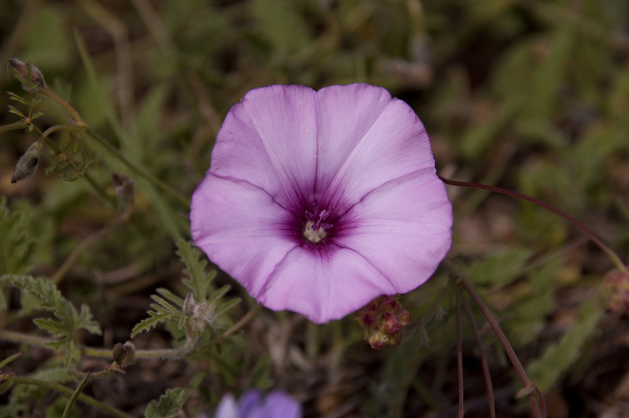 flower blossom nature free photo