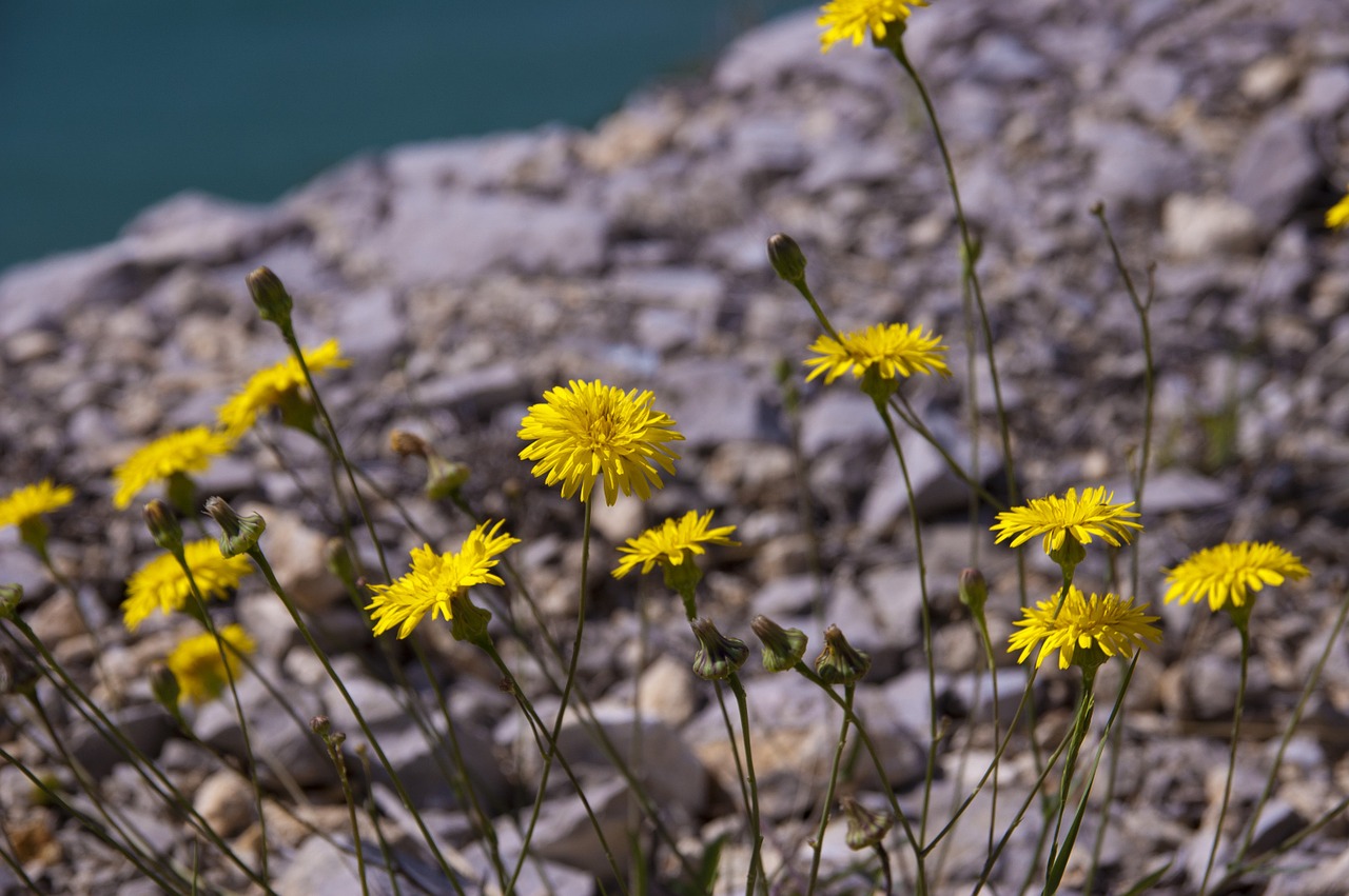 flower blossom nature free photo