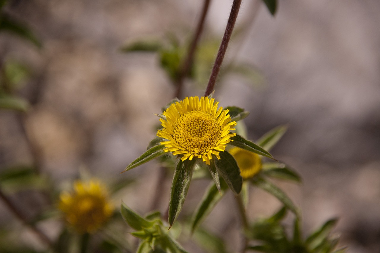 flower blossom nature free photo